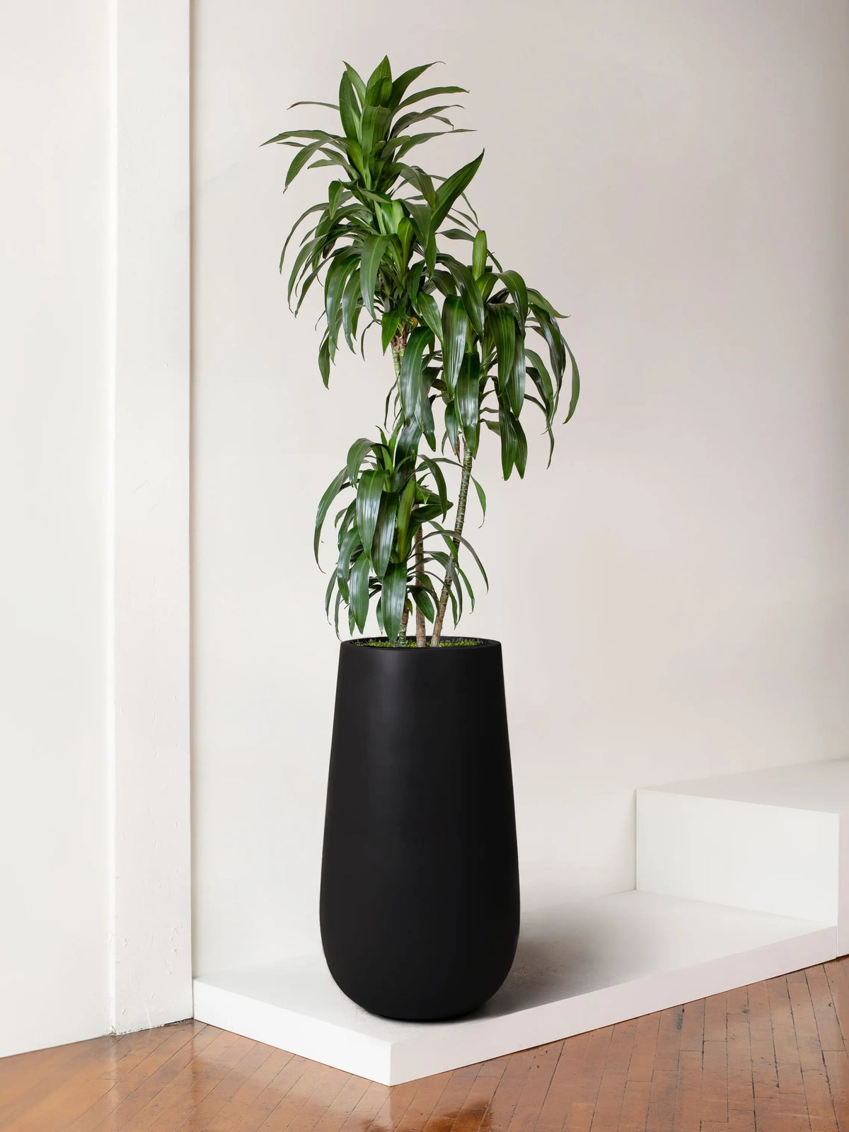 Dracaena Lisa