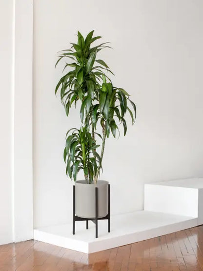 Dracaena Lisa