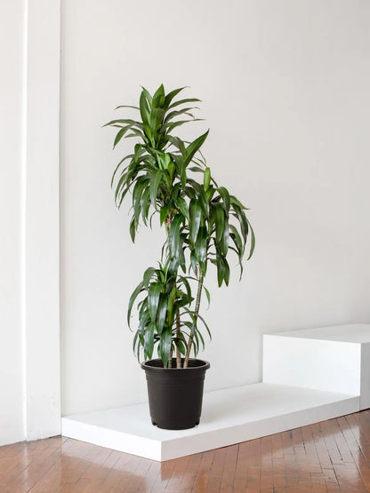 Dracaena Lisa