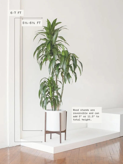 Dracaena Lisa