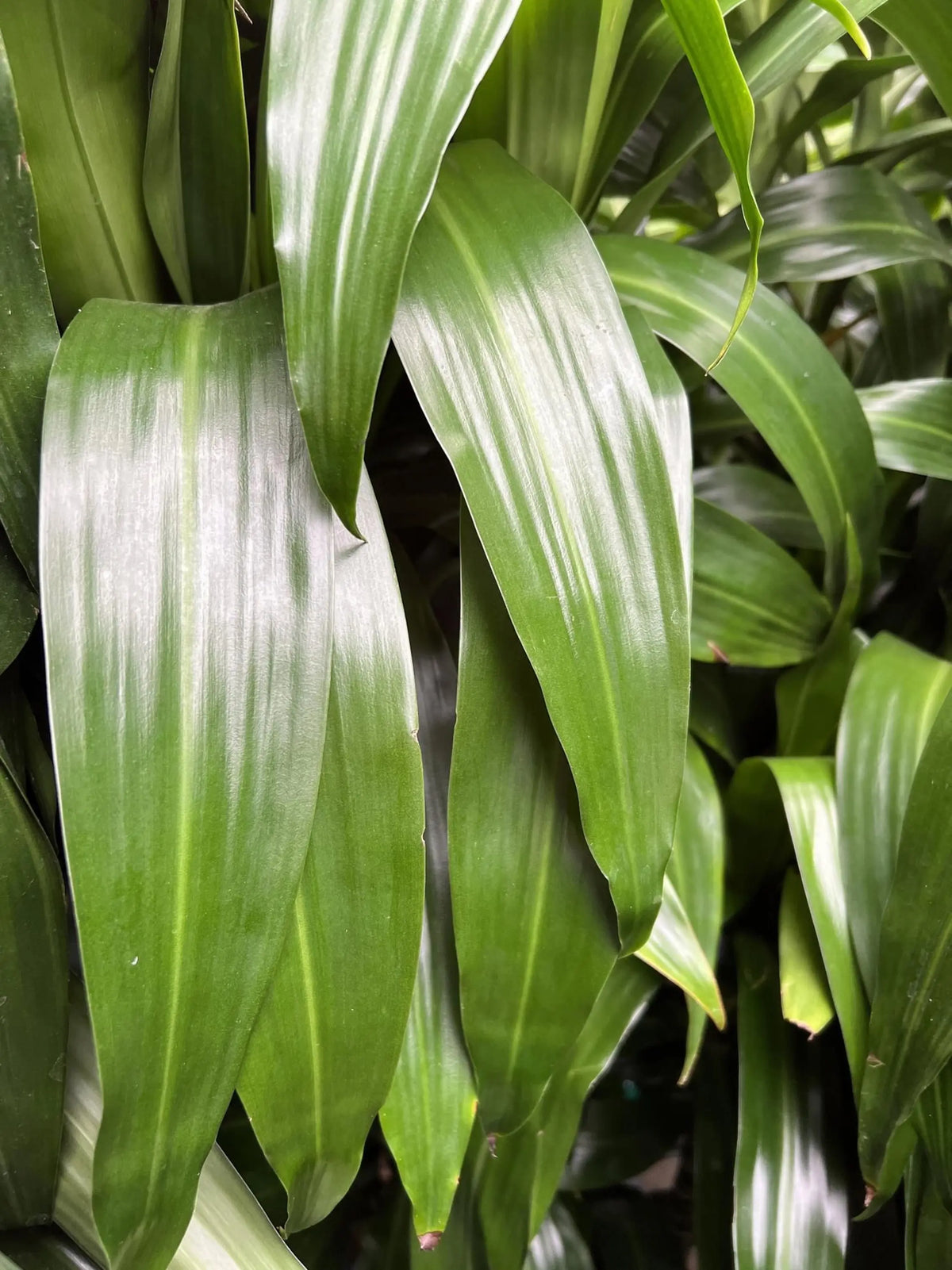 Dracaena Lisa