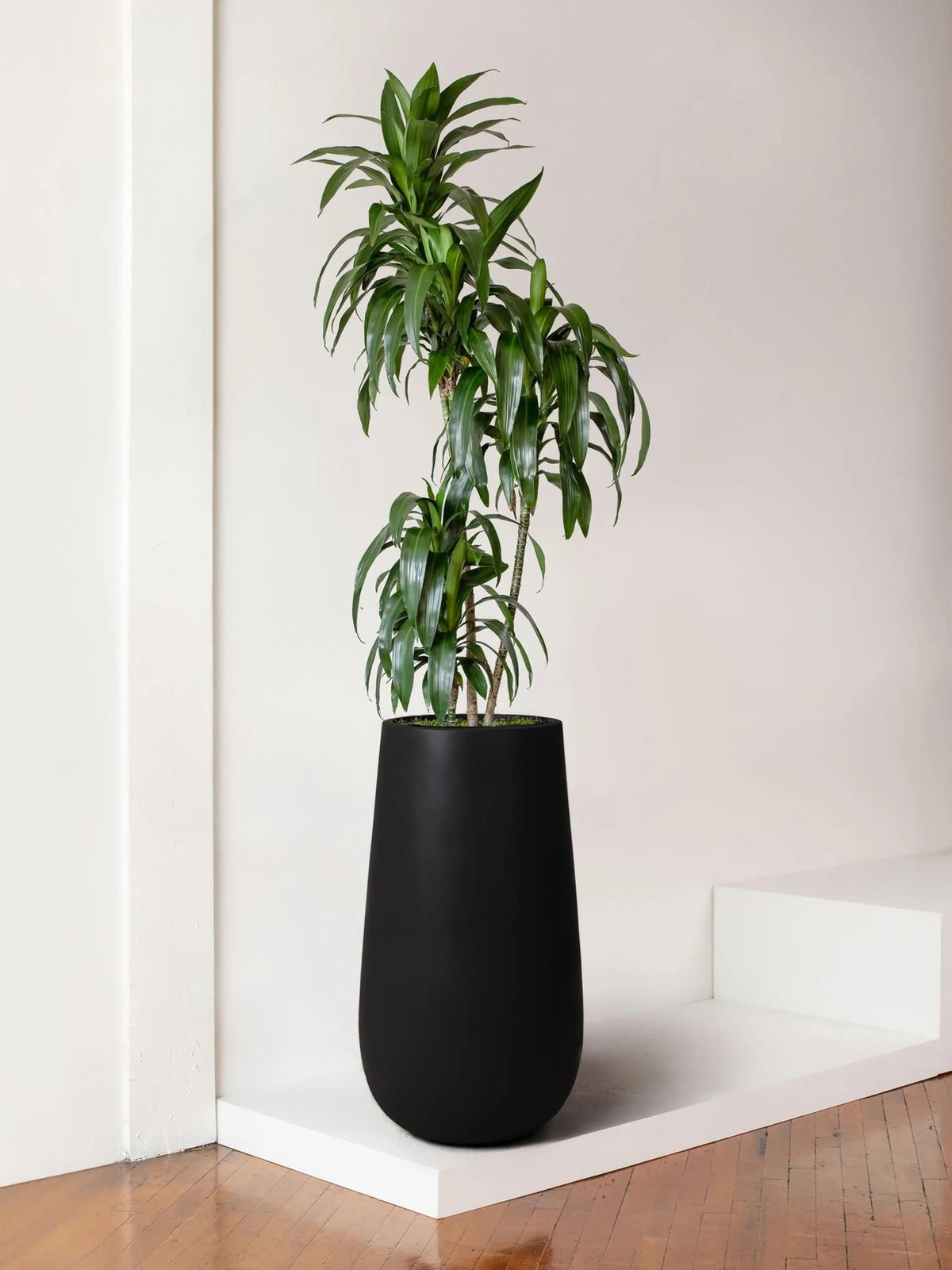 Dracaena Lisa