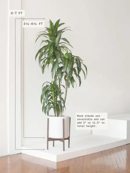 Dracaena Lisa