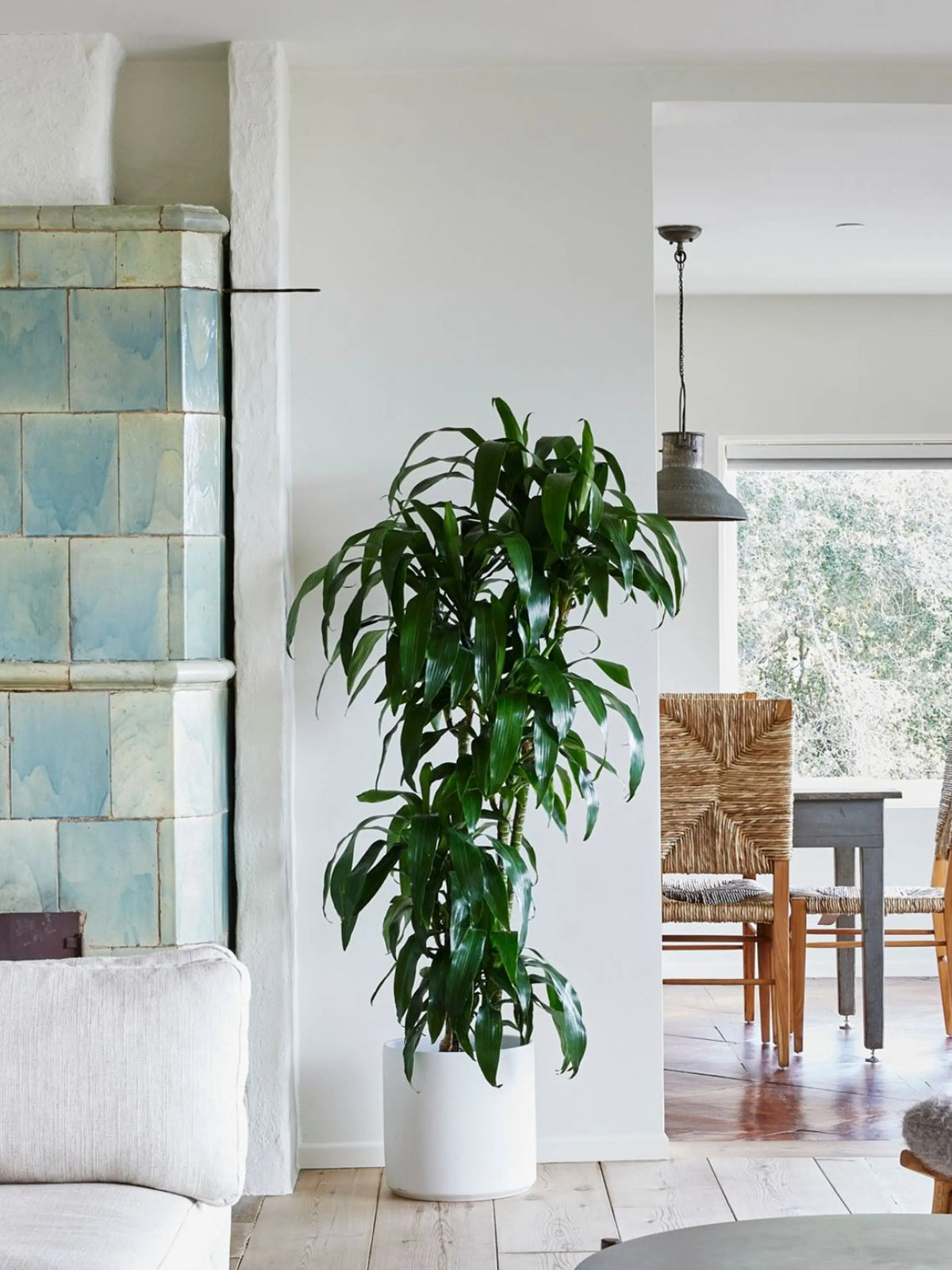 Dracaena Lisa