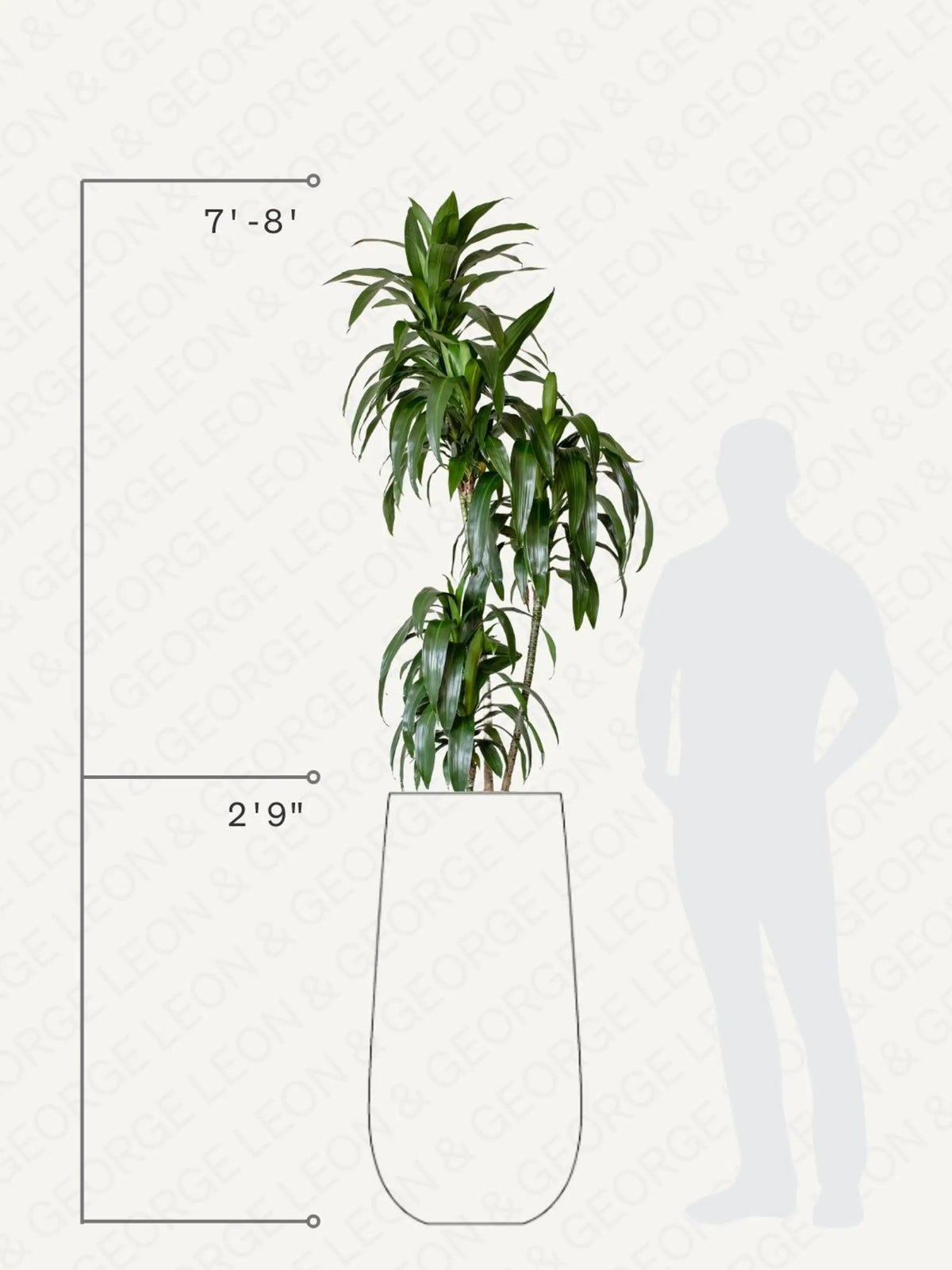 Dracaena Lisa