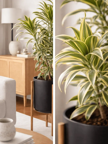Dracaena Song of India