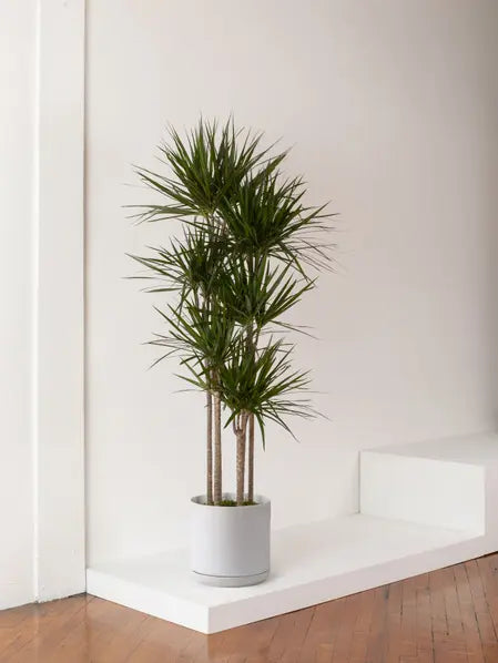 Dragon Tree