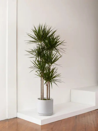 Dragon Tree