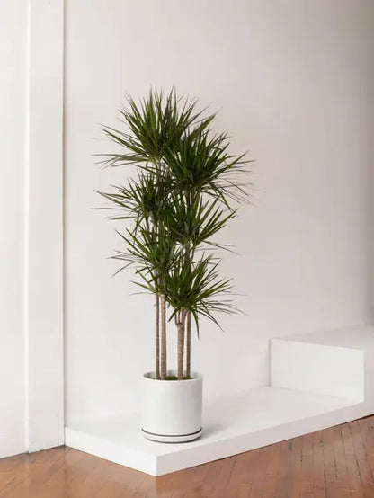 Dragon Tree 10.00
