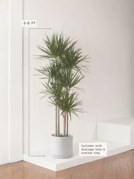 Dragon Tree