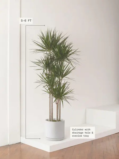 Dragon Tree
