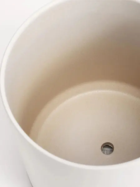 Dragon Tree 10.00