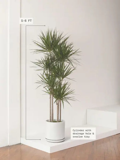 Dragon Tree 10.00