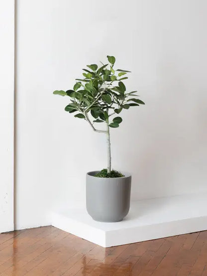 Ficus Audrey Tree