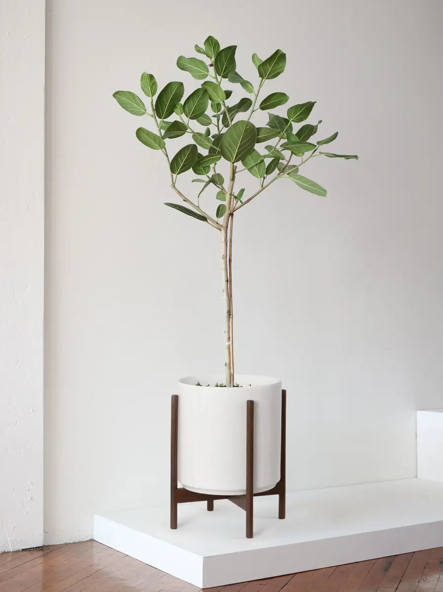 Ficus Audrey Tree