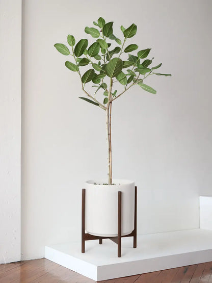 Ficus Audrey Tree