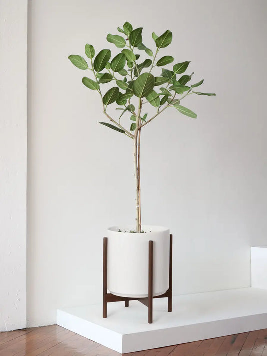 Ficus Audrey Tree