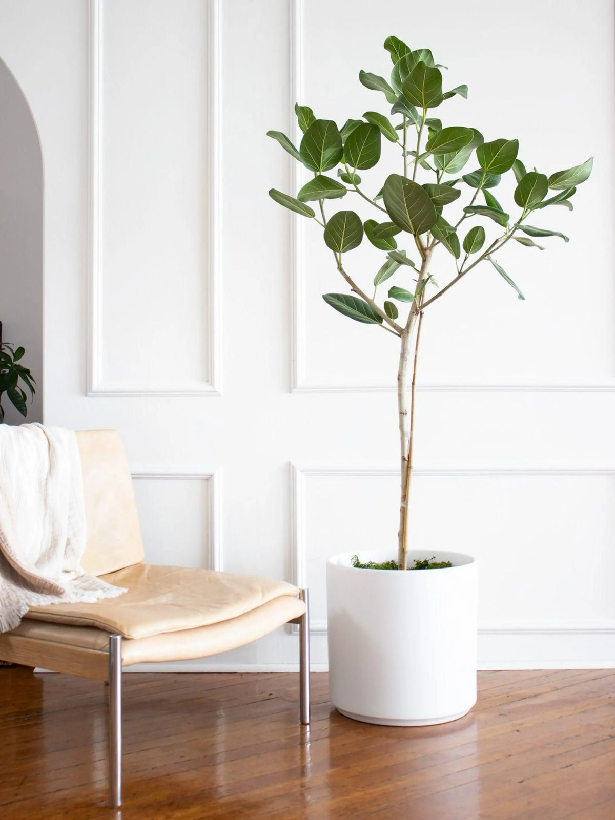 Ficus Audrey Tree