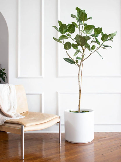 Ficus Audrey Tree