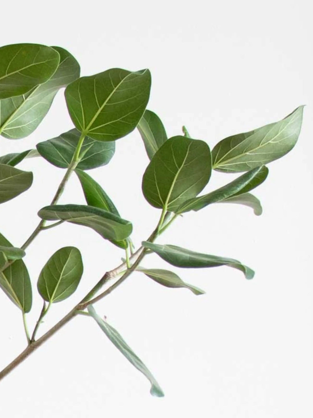 Ficus Audrey Tree