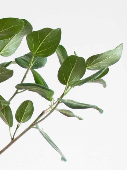 Ficus Audrey Tree