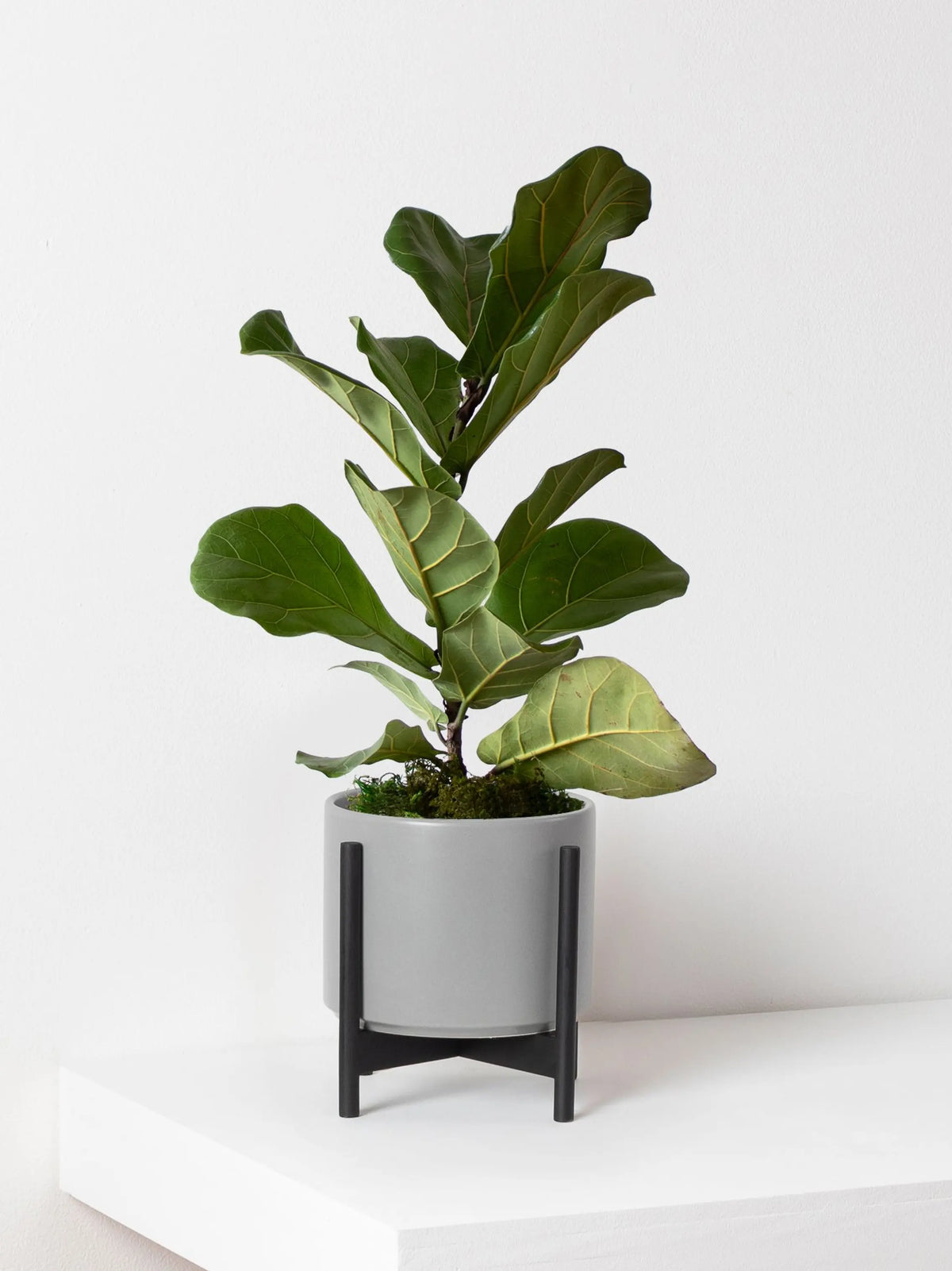 Fiddle Leaf Fig Plant