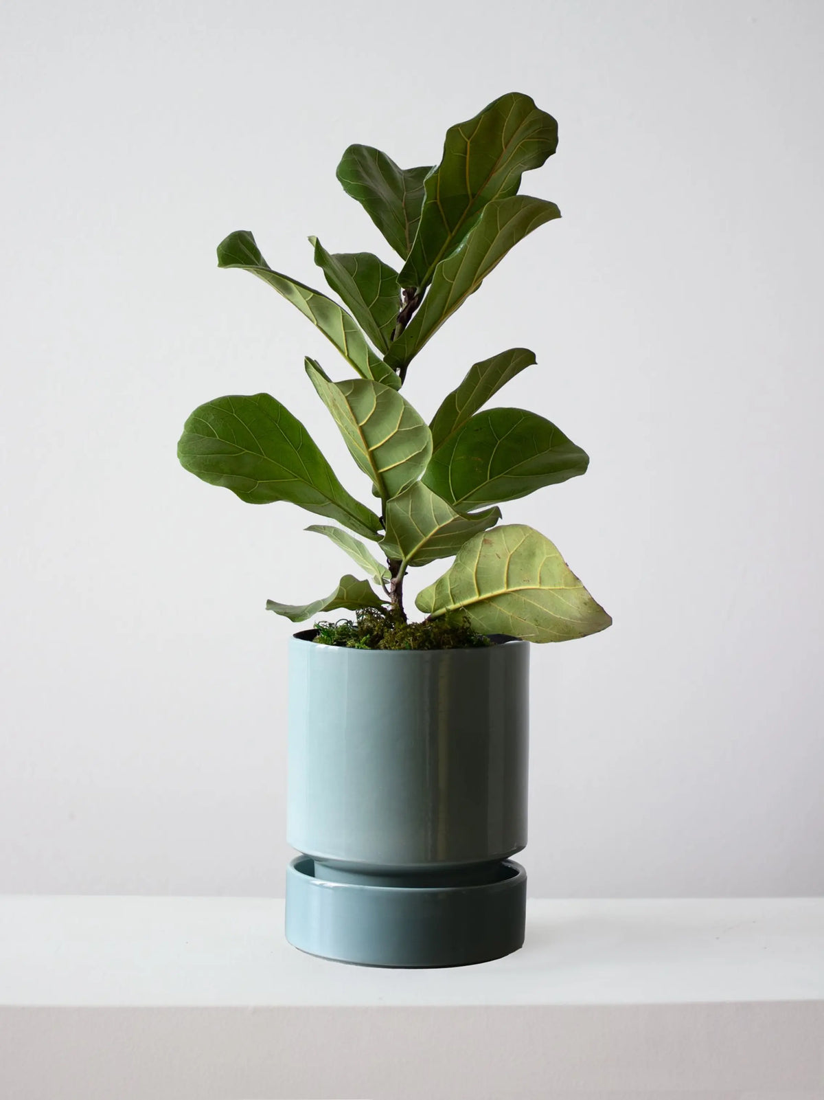 Fiddle Leaf Fig Plant