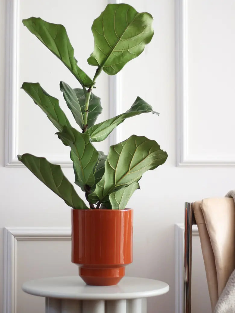 Fiddle Leaf Fig Plant