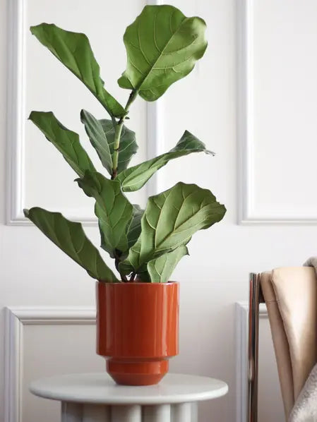 Fiddle Leaf Fig Plant