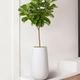 Fiddle Leaf Fig Tree