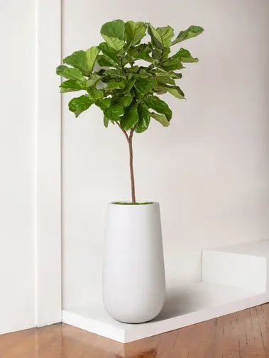 Fiddle Leaf Fig Tree