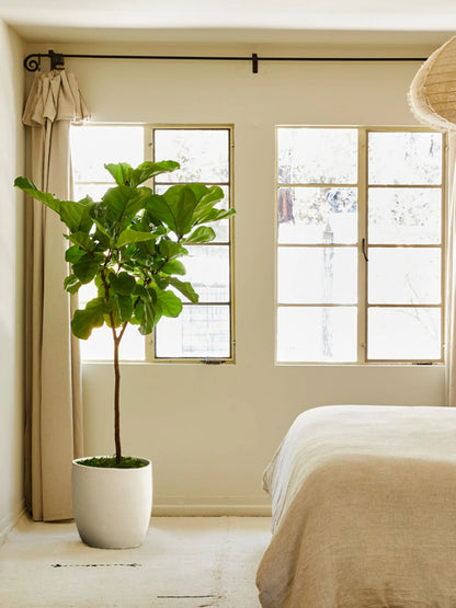 Fiddle Leaf Fig Tree