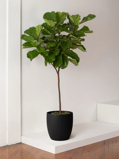 Fiddle Leaf Fig Tree