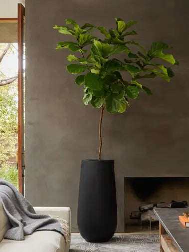 Fiddle Leaf Fig Tree
