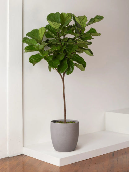 Fiddle Leaf Fig Tree