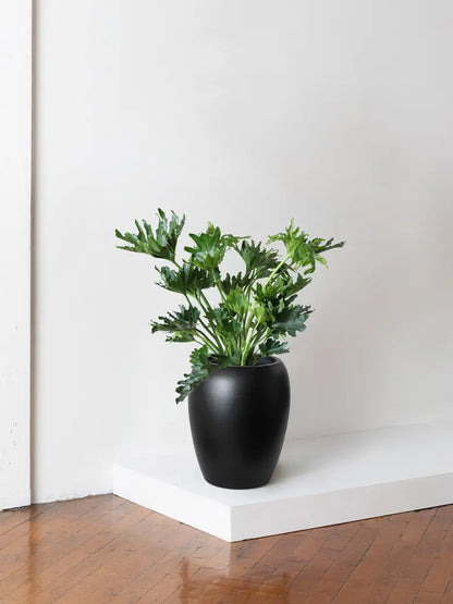 Hope Philodendron