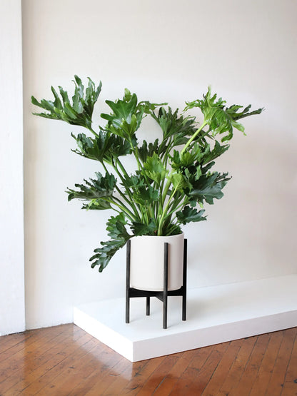 Hope Philodendron