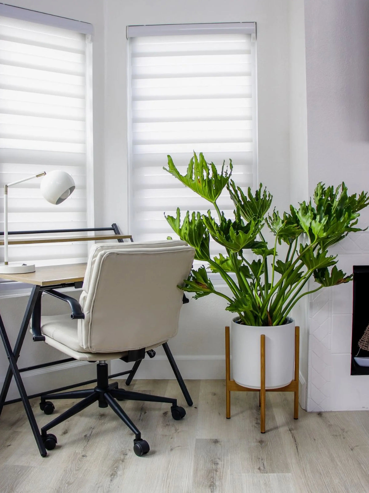 Hope Philodendron
