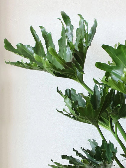 Hope Philodendron
