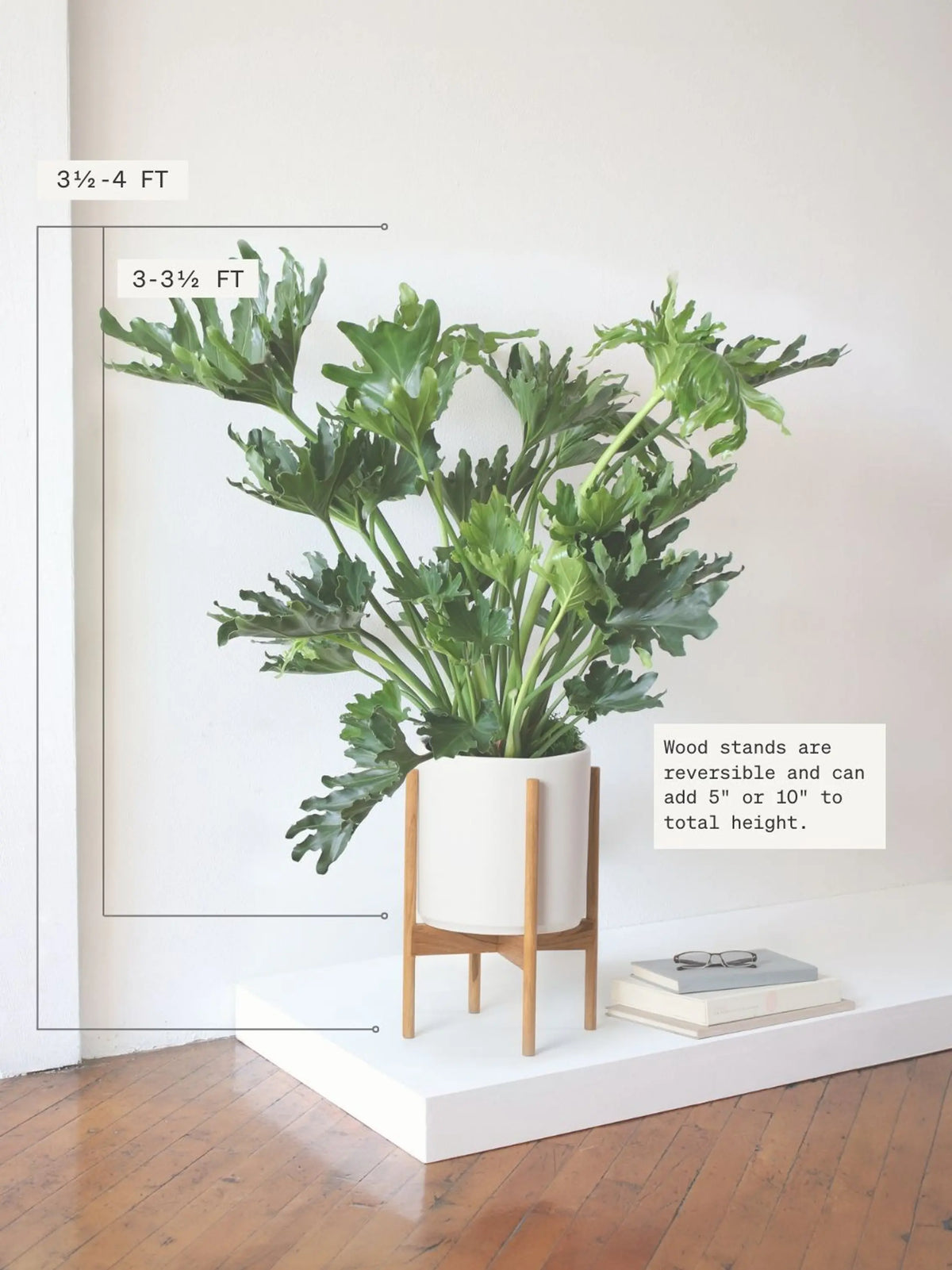 Hope Philodendron