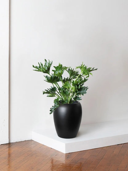 Hope Philodendron