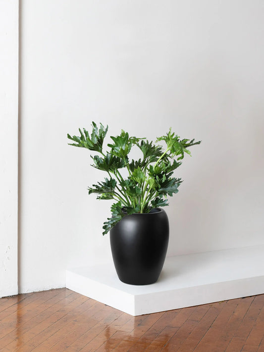 Hope Philodendron