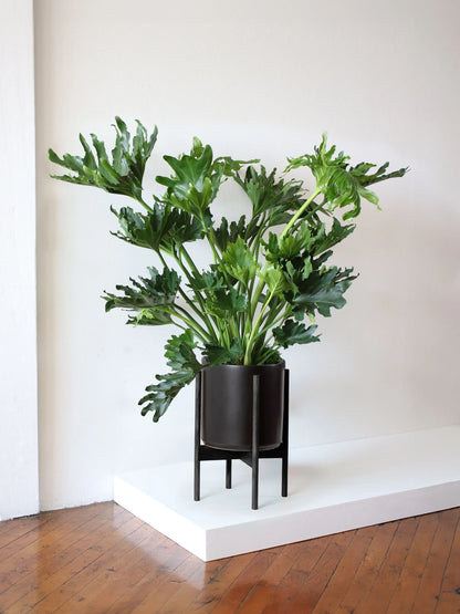 Hope Philodendron