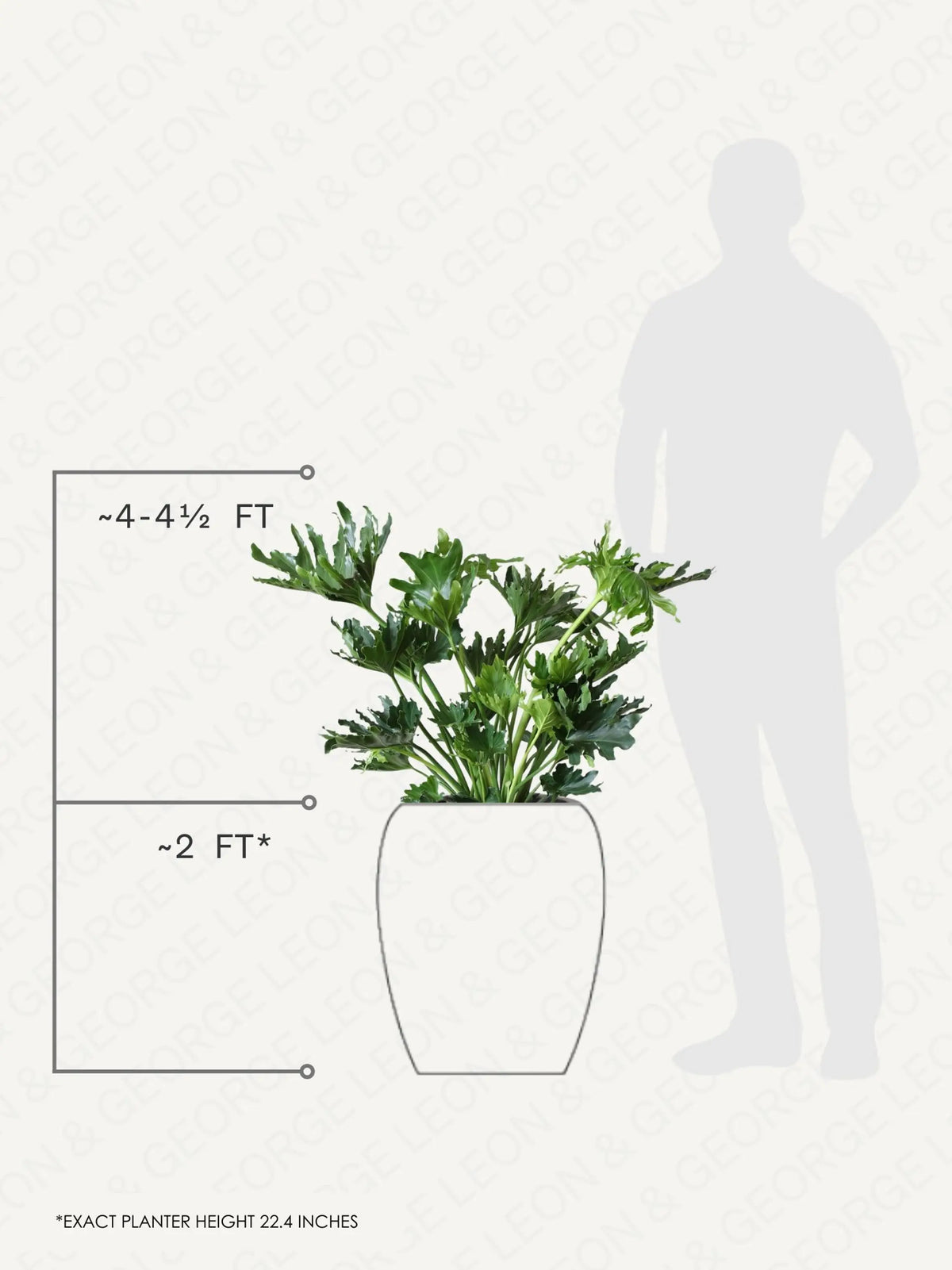 Hope Philodendron