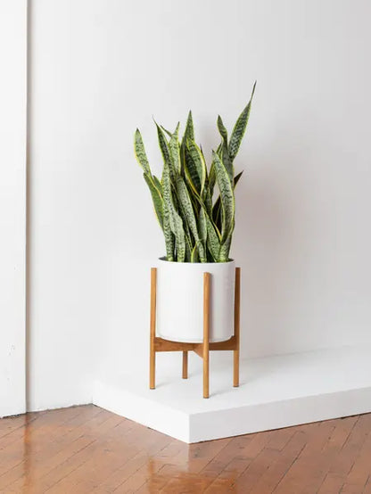 XL Easy Care Plant Bundle