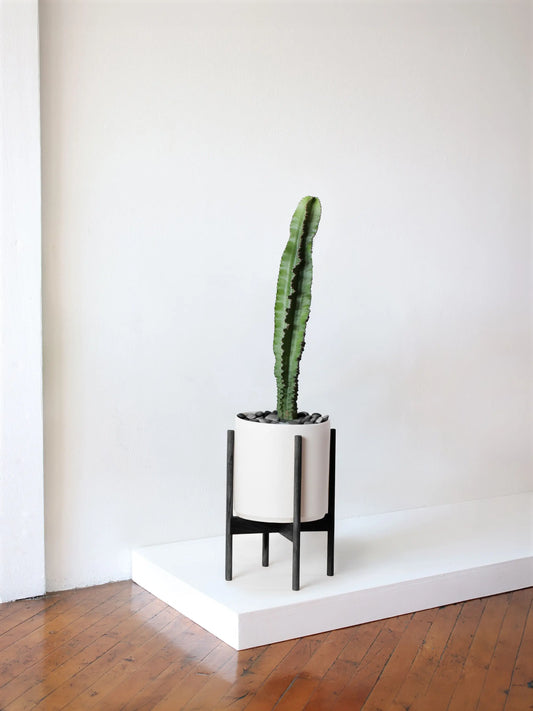 Jade Cactus