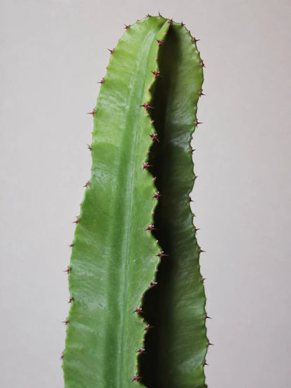 Jade Cactus