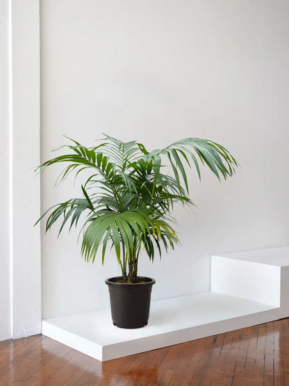 Kentia Palm 5 ft tall Extra Large Nursery Pot