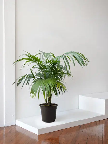 Kentia Palm
