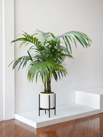 Kentia Palm